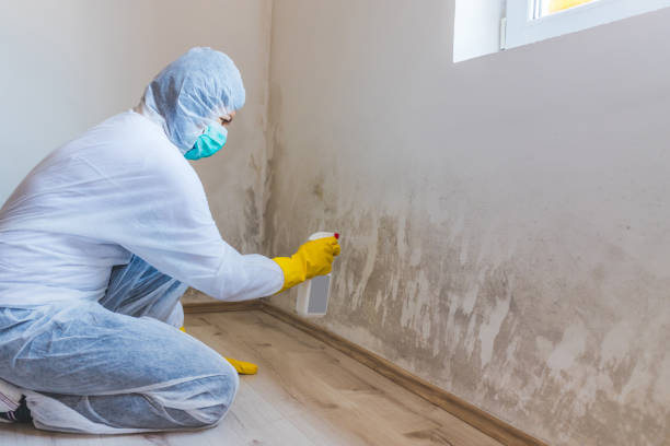 Licensed Basement Mold Remediation service in Brunswick, MD - WQB Mold Removal