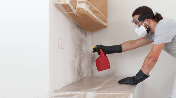 Professional Basement Mold Remediation technician working in Brunswick, MD